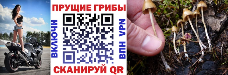 дарк нет Telegram  Жигулёвск  Псилоцибиновые грибы MAGIC MUSHROOMS 